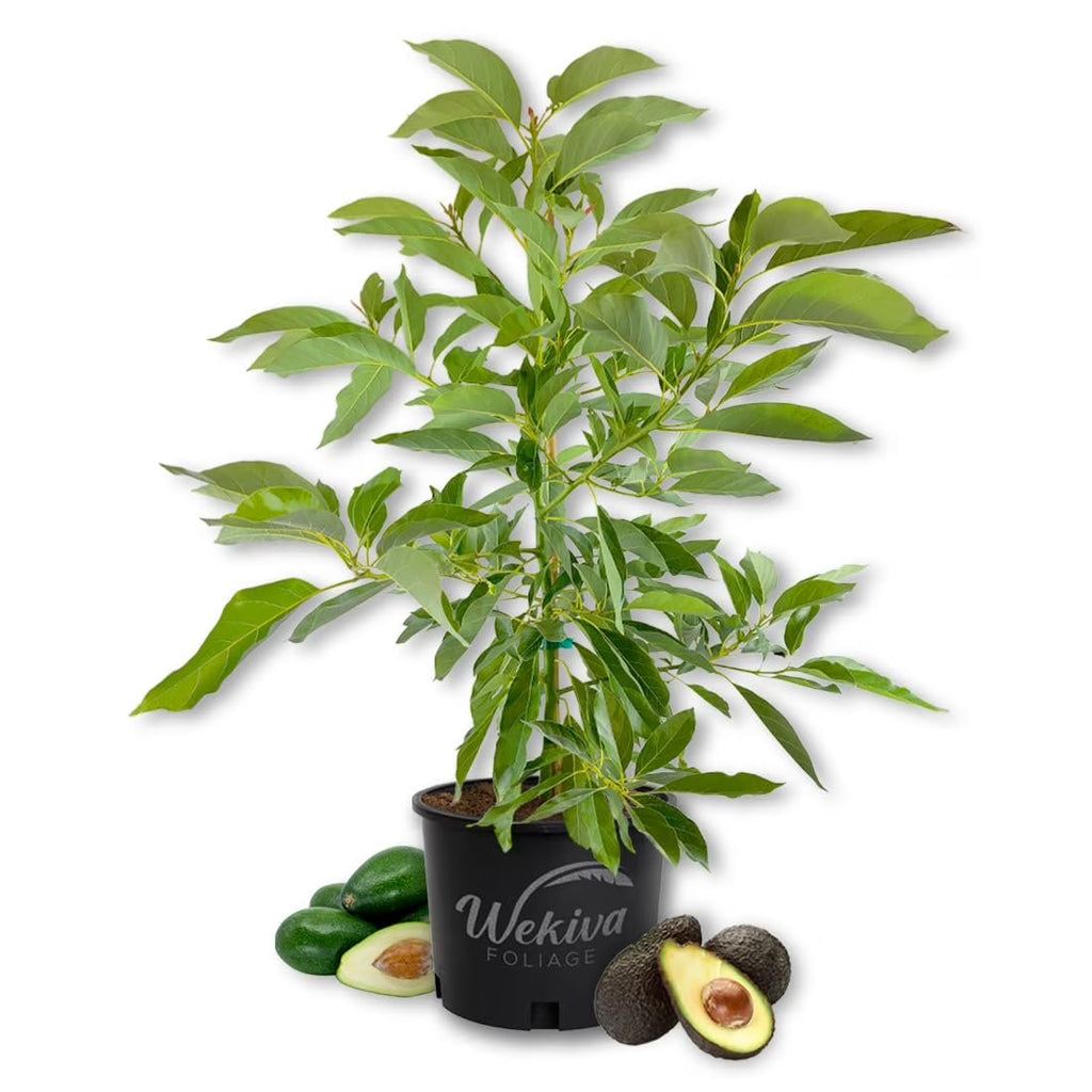 Brogdon Avocado Tree - Grafted - Live Plant in a 3 Gallon Growers Pot - Persea Americana - Beautiful Edible Fruit Bearing Tree for Patio and Garden
