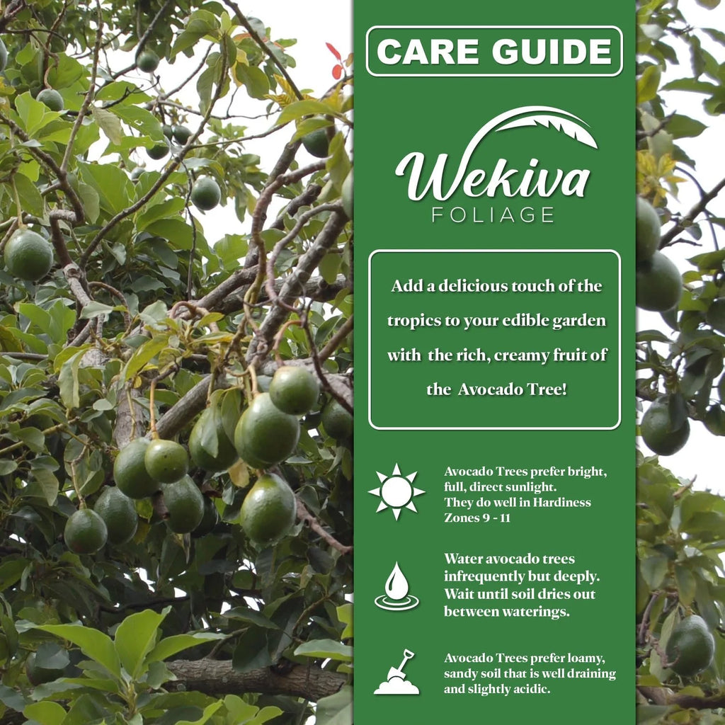 Brogdon Avocado Tree - Grafted - Live Plant in a 3 Gallon Growers Pot - Persea Americana - Beautiful Edible Fruit Bearing Tree for Patio and Garden