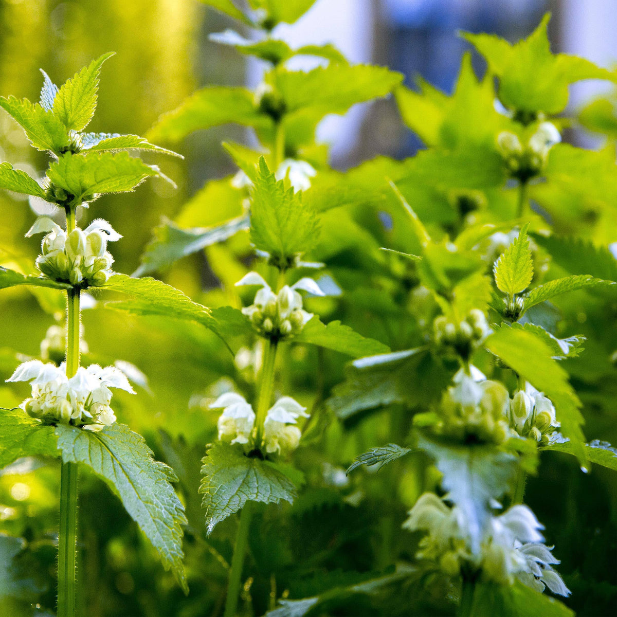 Outsidepride Stinging Nettle Herb Seeds - 10000 Seeds