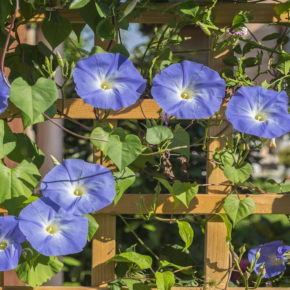 Outsidepride Morning Glory Seeds - Heavenly Blue - 1/4 lb