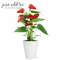 Just Add Ice 14" Tall Anthurium Live Plant in 5" Decorative Fiber Clay Pot, Indoor House Plant, Bright Indirect Sunlight