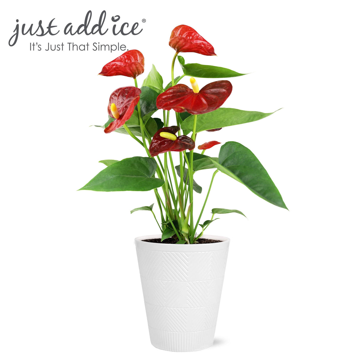 Just Add Ice 14" Tall Anthurium Live Plant in 5" Decorative Fiber Clay Pot, Indoor House Plant, Bright Indirect Sunlight