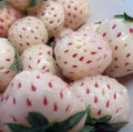 Hirt's Gardens White Carolina Pineberry Plants - 25 Roots -Bareroot-Pineapple/Strawberry Flavor