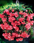 Pink Hanging Basket Begonia - 3 Tubers