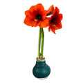 The Three Company Waxed Amaryllis Bulb - Green - Easy Care - No Watering Needed - Beautiful Holiday Dcor