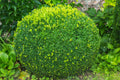 Lowe's Green Mountain Boxwood Foundation/Hedge Shrub in 1-Gallon Pot | EGBX001