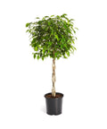 Brighter Blooms 3 gal. Benjamina Ficus Plant 2 ft. to 3 ft. Tall