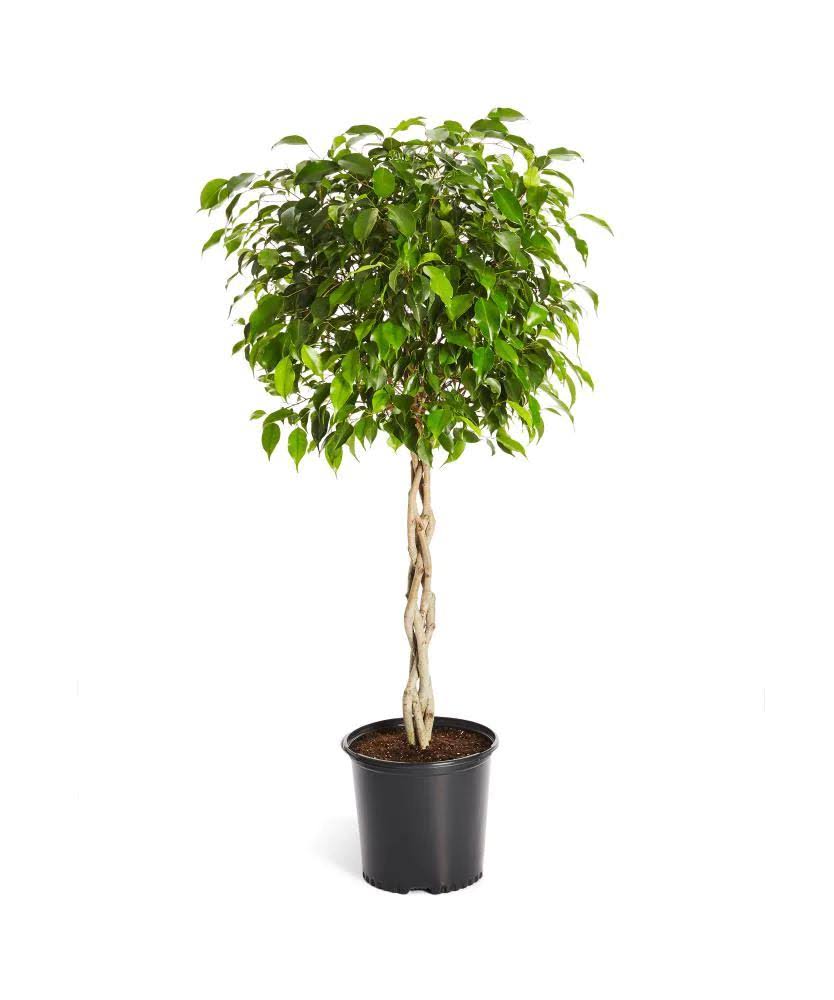 Brighter Blooms 3 gal. Benjamina Ficus Plant 2 ft. to 3 ft. Tall