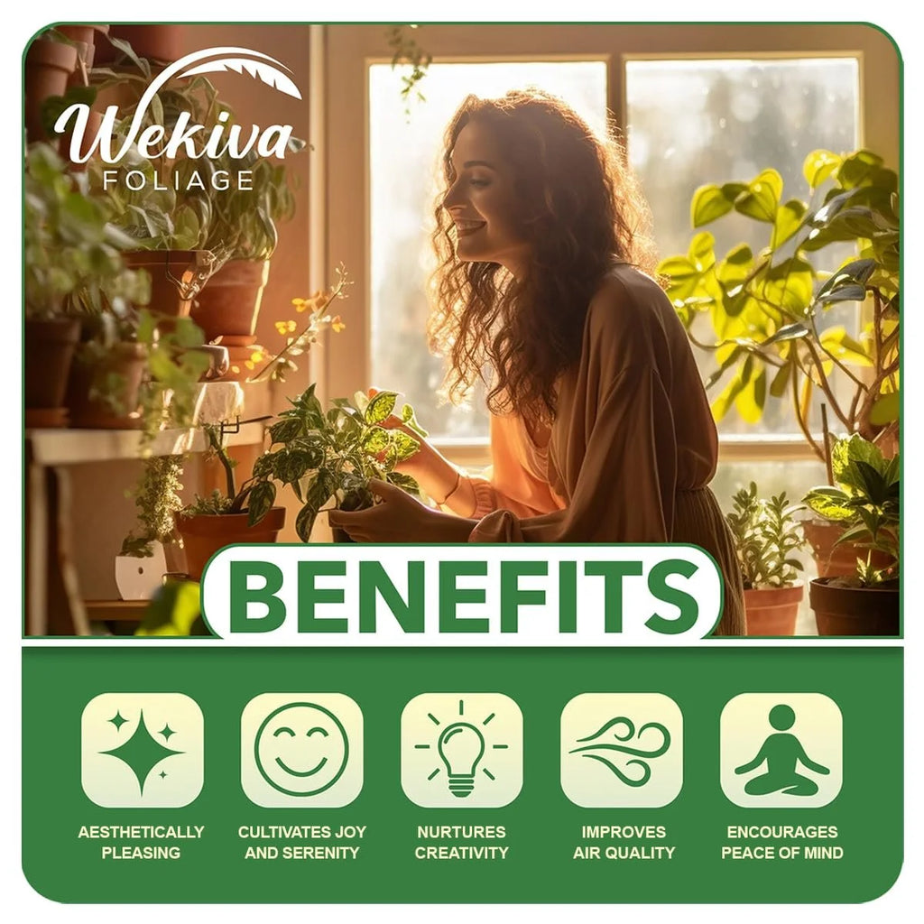 Brogdon Avocado Tree - Grafted - Live Plant in a 3 Gallon Growers Pot - Persea Americana - Beautiful Edible Fruit Bearing Tree for Patio and Garden