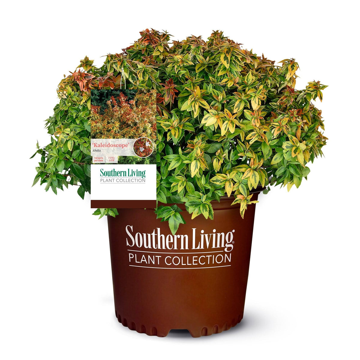 Southern Living 2 gal. Kaleidoscope Abelia Plant with Chameleon-like Foliage
