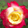 Van Zyverden Roses Double Delight Root Stock