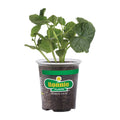 Bonnie Plants 19.3 oz. Burpless Bush Cucumber Plant