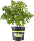 Bonnie Plants 2.32 Qt. Citronella