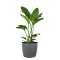 White Bird of Paradise Plant Live Indoor Outdoor Plant in 10 in. Premium Ecopots Gray