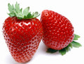 Hirt's Gardens Eversweet Everbearing Strawberry 25 Bare Root Plants - Super Sweet