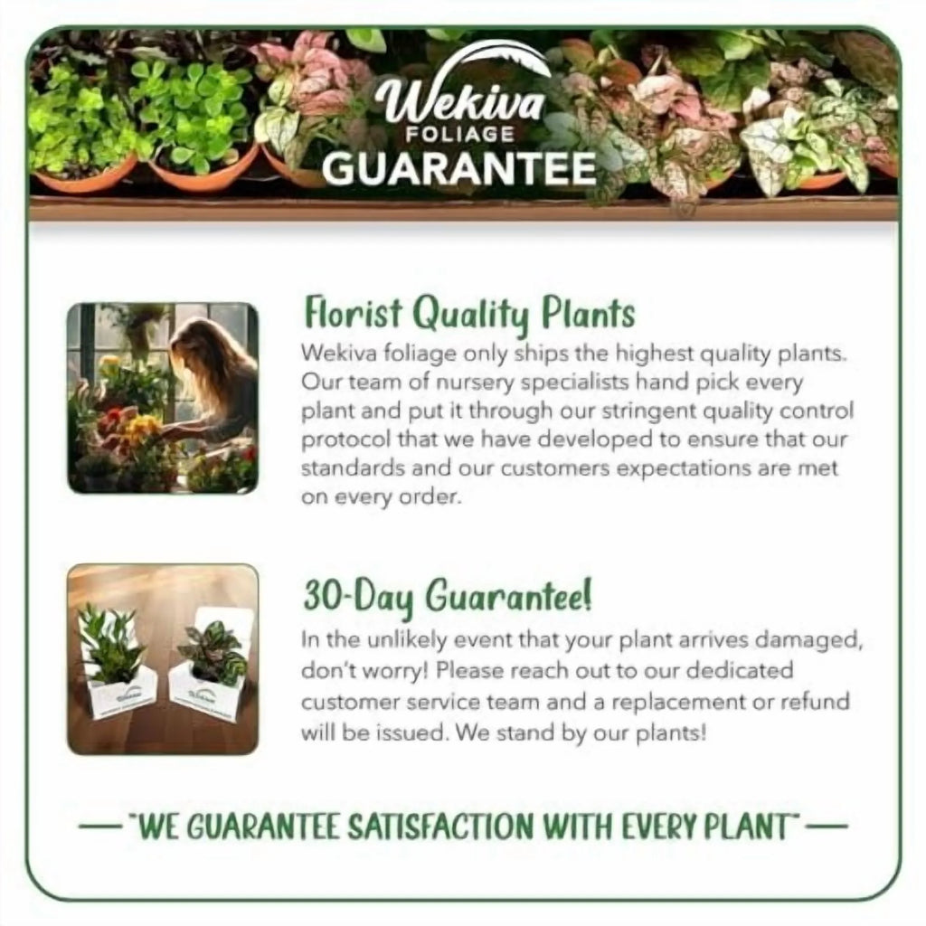 Brogdon Avocado Tree - Grafted - Live Plant in a 3 Gallon Growers Pot - Persea Americana - Beautiful Edible Fruit Bearing Tree for Patio and Garden