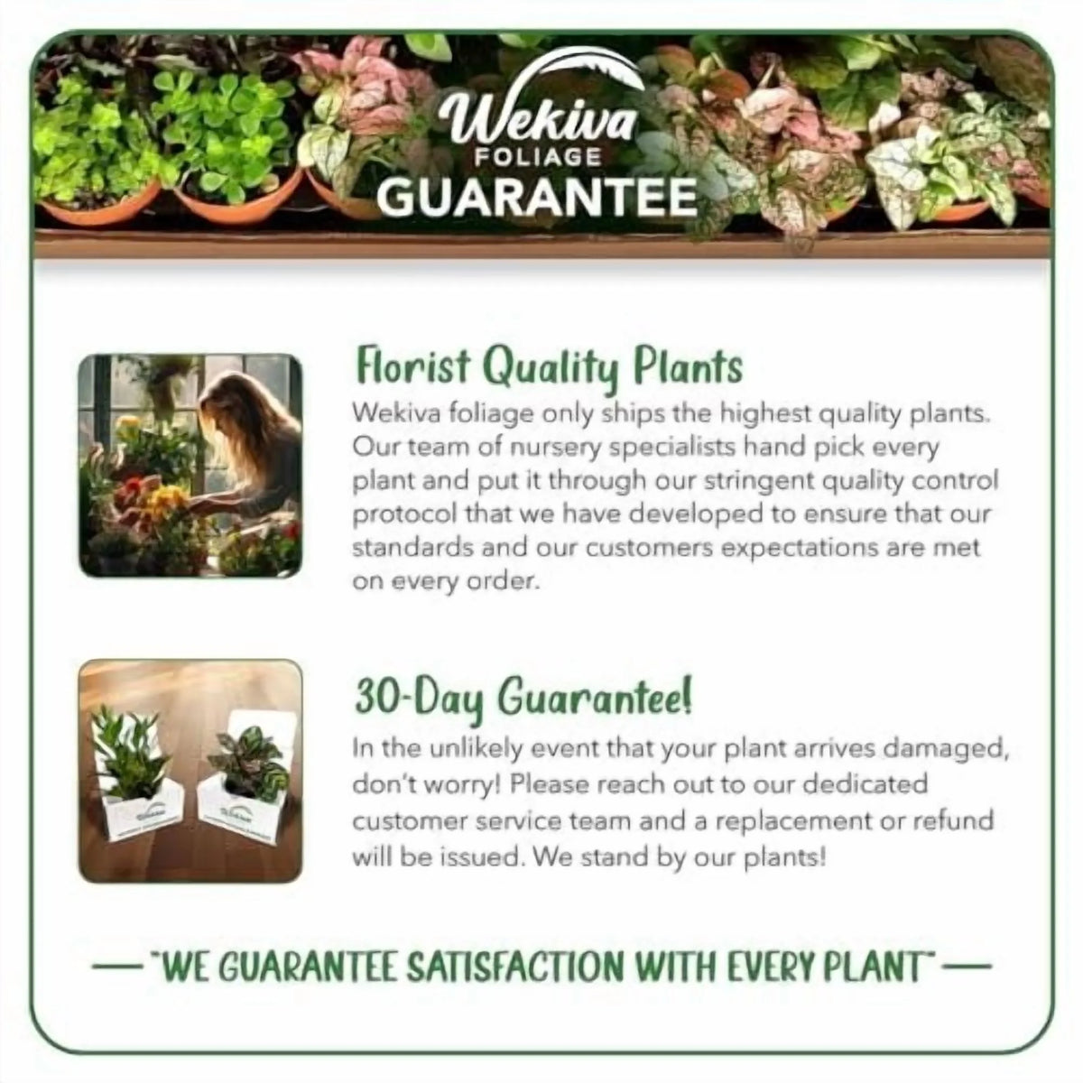 Brogdon Avocado Tree - Grafted - Live Plant in a 3 Gallon Growers Pot - Persea Americana - Beautiful Edible Fruit Bearing Tree for Patio and Garden