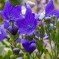 Outsidepride Balloon Flower Blue - 2000 Seeds