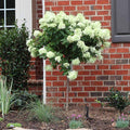 Brighter Blooms - Little Lime Hydrangea Tree, 3-4 ft. - No Shipping to AZ