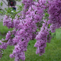 'Lilac Sunday' Lilac Shrub | Zone 3-8 | Purple | 8 - 12 Feet | Full Sun
