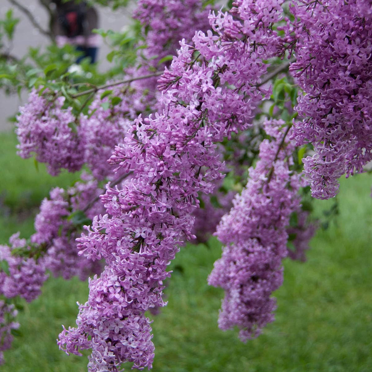 'Lilac Sunday' Lilac Shrub | Zone 3-8 | Purple | 8 - 12 Feet | Full Sun