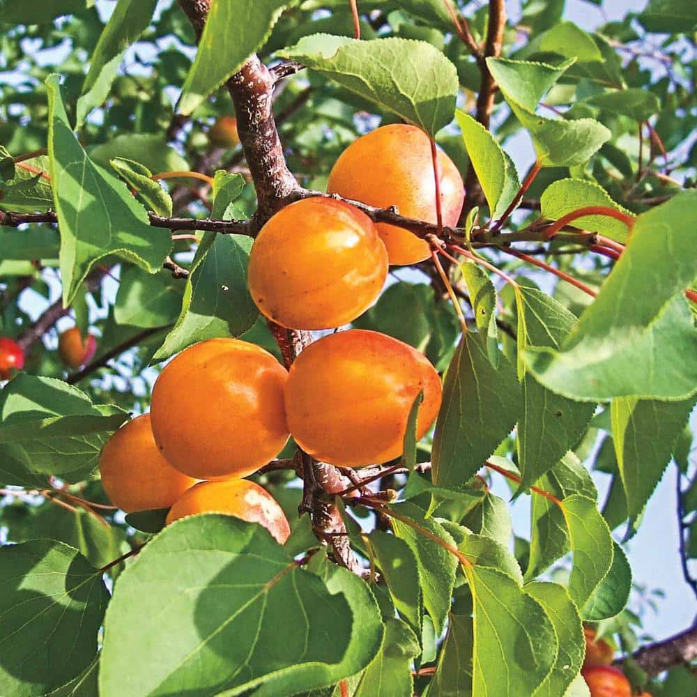 Honey Pearls Nectacot Tree - Standard Deluxe | Zone 4-7