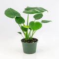 National Plant Network 6 in. Swiss Cheese Plant