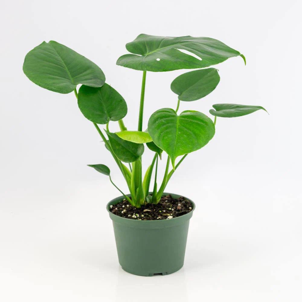 National Plant Network 6 in. Swiss Cheese Plant