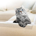 CLAWGUARD Crystal - Clear Furniture Shield