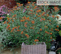 Van Zyverden Butterfly Milkweed Patio Kit with Rattan Planter