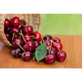 3 ft. Lapins Cherry Semi Dwarf Tree with Abundant Self Pollinating Fru
