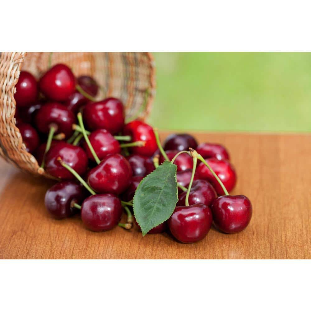3 ft. Lapins Cherry Semi Dwarf Tree with Abundant Self Pollinating Fru