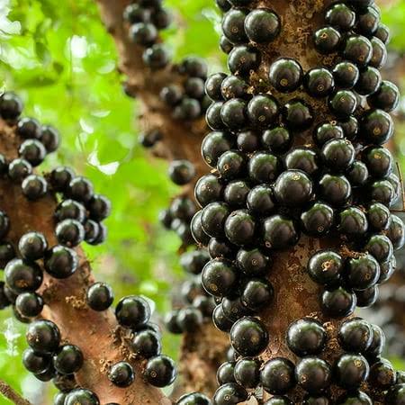 Brighter Blooms - Jaboticaba Tree, 3 gal. - No Shipping to AZ