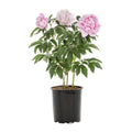 Metrolina Greenhouses 1 gal. Peony Pink Perennial Plant (1-Pack)