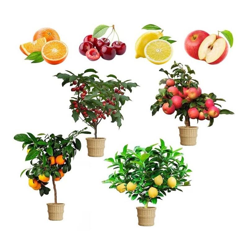 GMBTHO Mix Dwarf Bonsai Fruit Tree Seeds for Planting, 50+ Lemon Tree Seeds 50+ Cherry Tree Seeds 50+ Orange Tree Seeds 50+ Apple Seeds, 4 Variety