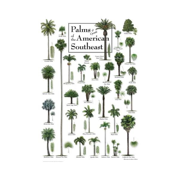 Earth Sky & Water Poster - Palms & Cycads of The American Southeast