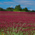 Outsidepride Crimson Clover Seed: Nitro-Coated Inoculated - 2 lbs