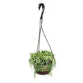 Altman Plants Senecio Raindrops in 6-in Hanging Basket | 0883258