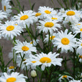 Outsidepride Chrysanthemum Shasta Daisy - 5000 Seeds