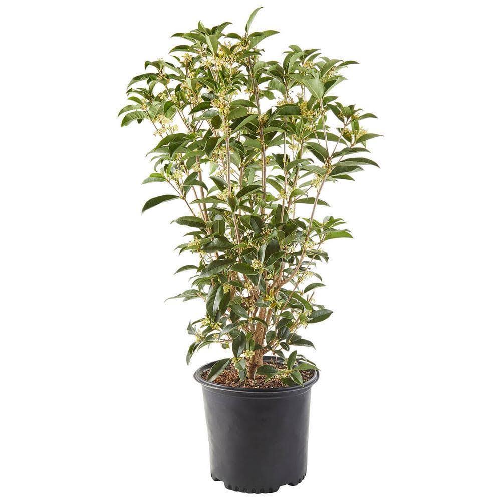 Shrub 2.25 gal. Tea Olive Osmanthus