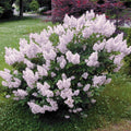 Miss Kim Lilac Dormant Bare Root Flowering Starter Shrub (1-Pack)