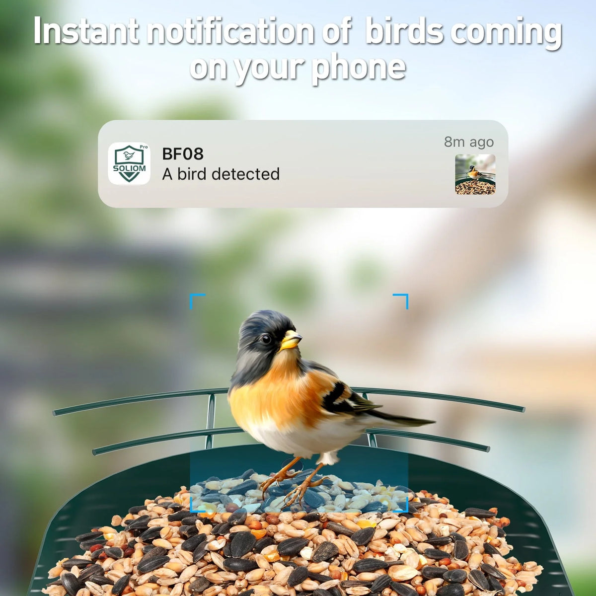 SOLIOM BF08 Smart Bird Feeder Camera with AI Identify Bird Species, Wild Bird Watching Cam, Live View, Instant Notifications, 5W Solar Panel - Metal Case