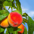 3-4 ft. - Frost Proof Peach Tree - Huge Harvest of Ultra-Sweet Peaches in July and August, Outdoor Plant | Brighter Blooms