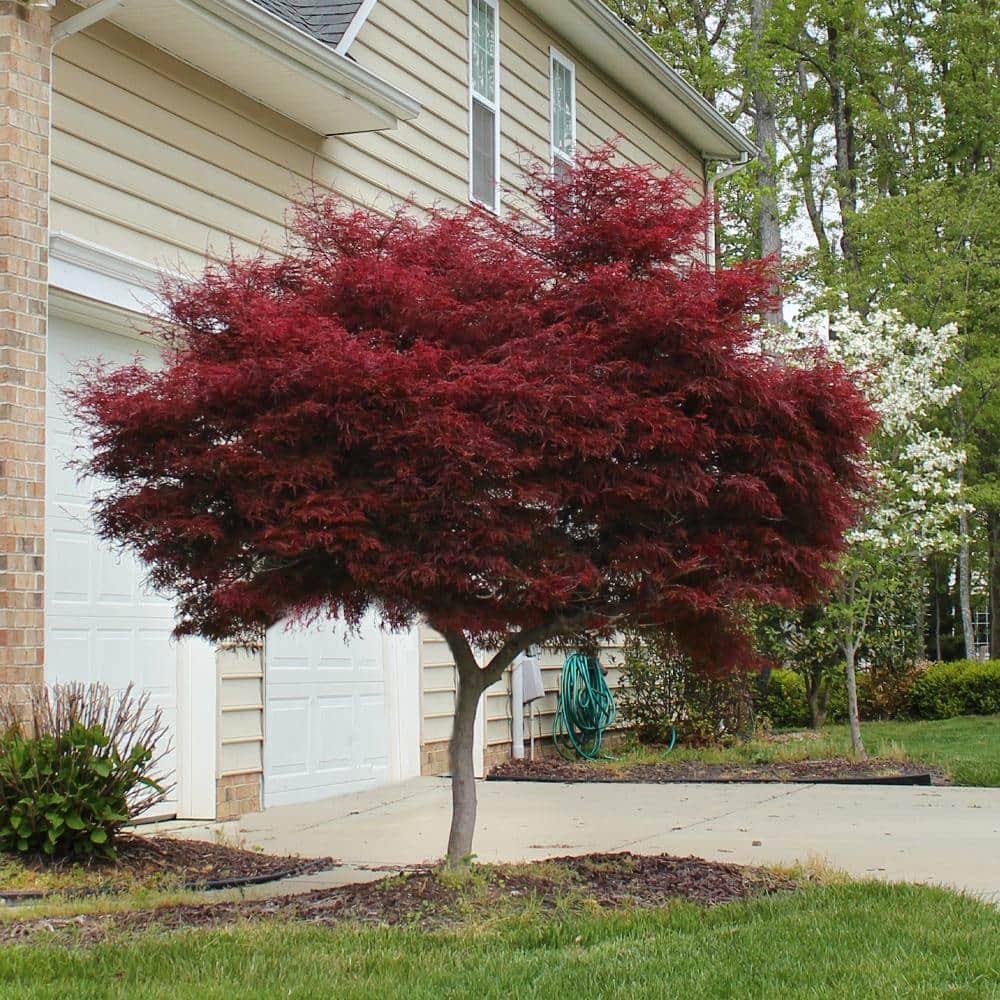 2 gal. Bloodgood Japanese Maple Tree - Cold Hardy, Compact Form
