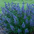 Proven Winners Beyond Midnight Bluebeard Caryopteris Live Shrub - CARPRC1057800