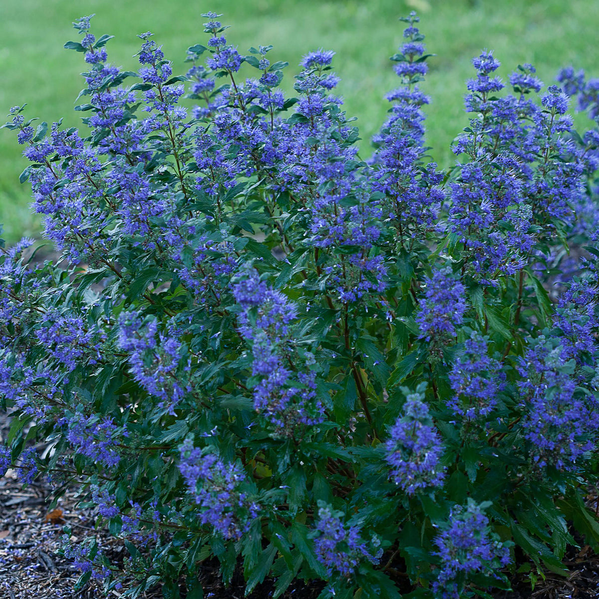 Proven Winners Beyond Midnight Bluebeard Caryopteris Live Shrub - CARPRC1057800