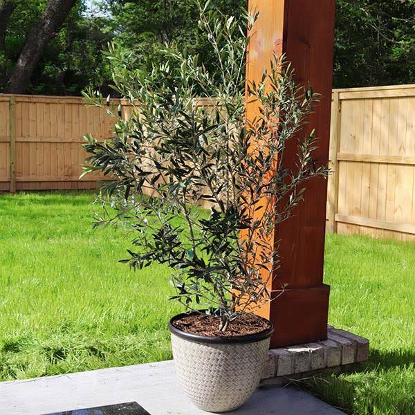 Arbequina Olive Tree Size: 6-7 ft.