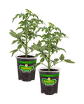 Bonnie Plants Big Beef Tomato 19.3 oz. 2-Pack