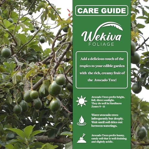 Brogdon Avocado Tree - Grafted - Live Plant in a 3 Gallon Growers Pot - Persea Americana - Beautiful Edible Fruit Bearing Tree for Patio and Garden