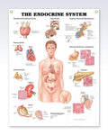 The Endocrine System Book